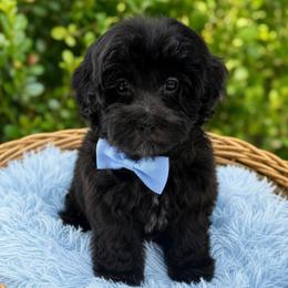 Renzo - Black male Maltipoo puppy in Lebanon, Kentucky from Mosaic Merle Doodles