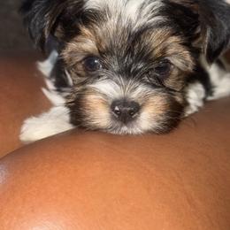 Yorkshire Terrier Puppies from Xclusive Petz