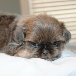 Lucy - Blue female Shih Tzu puppy in Hendersonville, Tennessee from Peekaboo Farms
