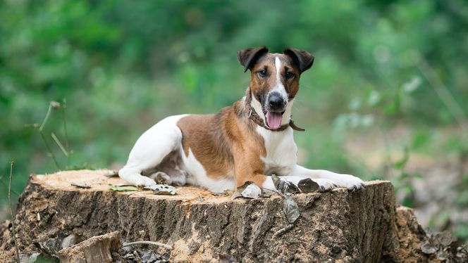 Smooth Fox Terrier