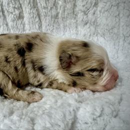 Merle female 2 - Red merle female Miniature Australian Shepherd puppy in Lemon Cove, California from Magic Ranch Mini Aussies
