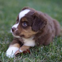 Miniature Australian Shepherds from Altenhofel Aussies