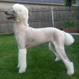 Poodles from Isfahel Kennels