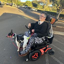 Rat Terrier Puppies from Haiku Rat Terriers