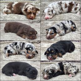 Australian Shepherd puppies from Aloe Aussies