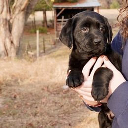 Yellow Female - Black female Labrador Retriever puppy in Archer Lodge, North Carolina from Archer Lodge Labradors