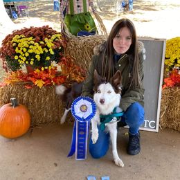 Calamity - Border Collie