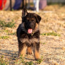 Atas vom Gannett - Black and red male German Shepherd puppy in Saint John, Washington from vom Gannett