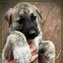 Dark Green - Brindle male Anatolian Shepherd Dog puppy in Clark, Wyoming from Fyne Acres