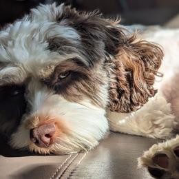 Gypsy - Cavapoo