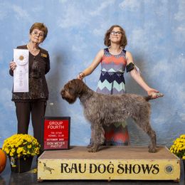 Lila - Wirehaired Pointing Griffon