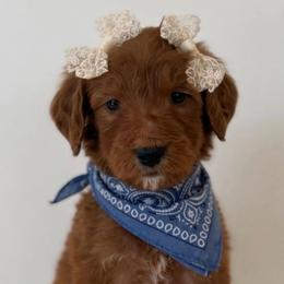 LOTUS PRICE REDUCED - Red  male Goldendoodle puppy in Independence, Oregon from ANKENY DOODLES