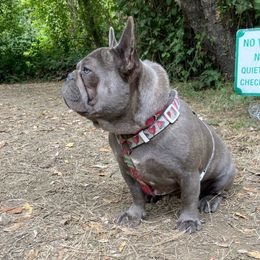 Lucy - French Bulldog