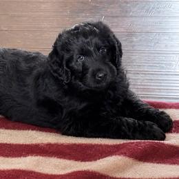 Remington - Black male Labradoodle puppy in Wasilla, Alaska from Northern Lights Labradoodles