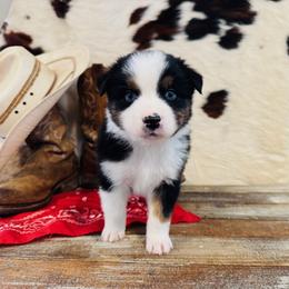 FINNICK - Black tri-color male Australian Shepherd puppy in Durand, Wisconsin from Larson’s Legacy Aussome Aussie Kennels