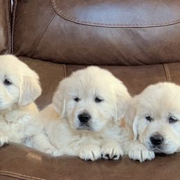 Golden Retriever Puppies from Rockinbfarms