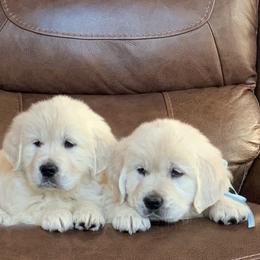 Golden Retriever Puppies from Rockinbfarms