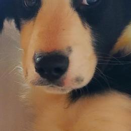 Australian Shepherds from High Country Australian Shepherds