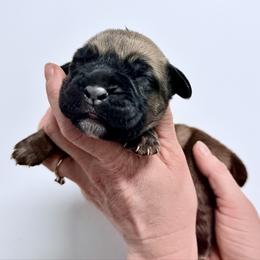 Fawn Female - Fawn female Cane Corso puppy in Florence, Texas from Wilco Cane Corso