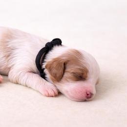 Chili - Cream male Cavapoo puppy in Beech Island, South Carolina from New Moon Farm Canines