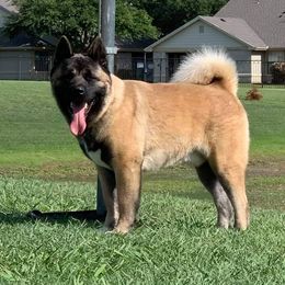 Mads - Akita