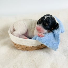 Neptune - Black white and tan male Cockapoo puppy in Pledger, Texas from Sugarbear Cockapoos