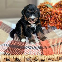 Birch - Phantom male Bernedoodle puppy in Russell Springs, Kentucky from 270 Doodles
