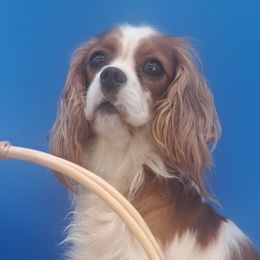 Sophie - Cavalier King Charles Spaniel