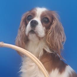 Sophie - Cavalier King Charles Spaniel