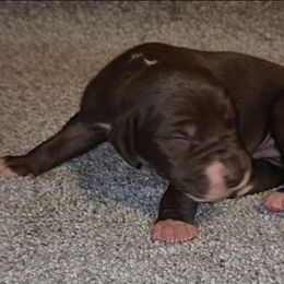 Calvin - Chocolate male Great Dane puppy in Walker, Louisiana from La Rebel Danes