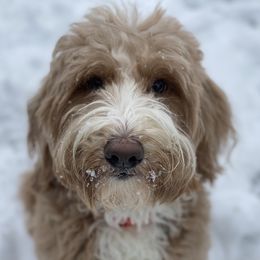 Australian Labradoodles and Labradoodles from LaLadoodles
