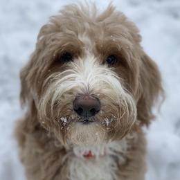 Australian Labradoodles and Labradoodles from LaLadoodles