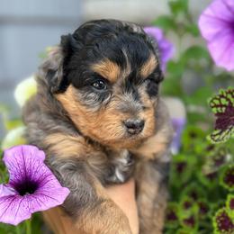 Cheyenne - Blue merle female Aussiedoodle puppy in Kalamazoo, Michigan from Creekside Ranch