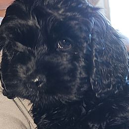 Cockapoo Puppies from Joanna Abruscato