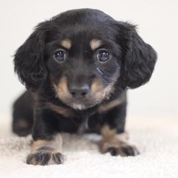 Valor - Black and cream male Dachshund puppy in Alto, Texas from Prima Dachshunds