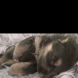 German Shepherd Puppies from Flussufer German Shepherds