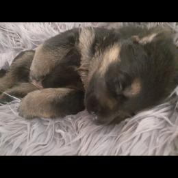German Shepherd Puppies from Flussufer German Shepherds