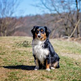 Rosie - Miniature Australian Shepherd
