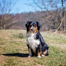 Rosie - Miniature Australian Shepherd