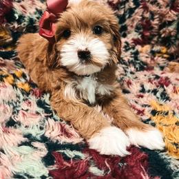 Purple Girl - Red  female Goldendoodle puppy in Richmond, Kentucky from The Doting Doodle