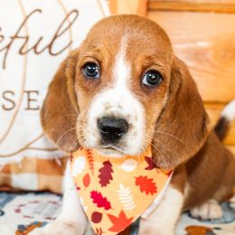 Basset Hounds and Goldendoodles from Rocking H