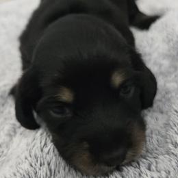 Dante - Black and cream male Dachshund puppy in De Land, Florida from Double Aces Doxies