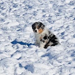 Australian Shepherd Puppies from SS Australian Shepherds
