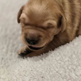 Green - Dark golden male Golden Retriever puppy in Limon, Colorado from Big Sandy Golden Retrievers