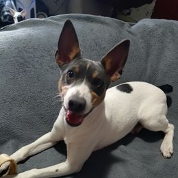Ballista - Rat Terrier