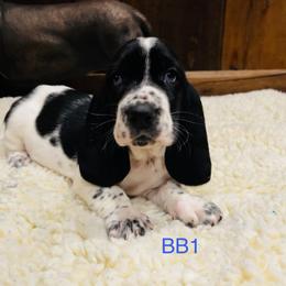 BB1 - Black and white male Basset Hound puppy in Britton, South Dakota from K&S Canines