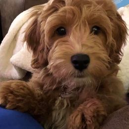 Bernedoodle and Goldendoodle Puppies from I Dream of Doodles