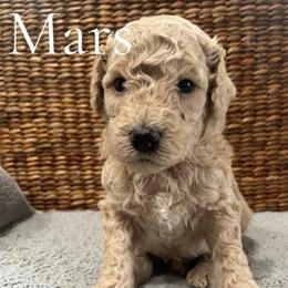Mars - Cream male Poodle puppy in St Augustine, Florida from St. Augustine Poodles