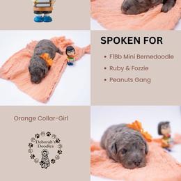 Orange Collar - Marcie - Chocolate merle female Bernedoodle puppy in Lexington, North Carolina from Deborah’s Doodles