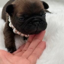 Ember - Fawn female French Bulldog puppy in Largo, Florida from Big Daddy Frenchies